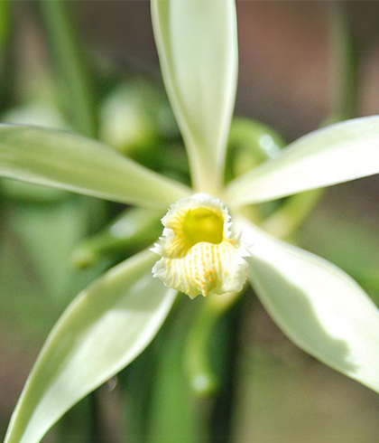 Fleur de vanille