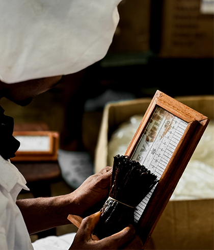 Calibrage de Gousse de vanille Bourbon de Madagascar de qualité premium