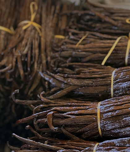 Gousse de vanille Bourbon de Madagascar de qualité premium