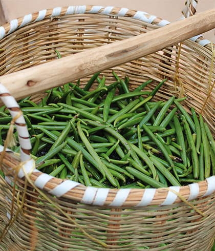 Echaudage - Vanille verte