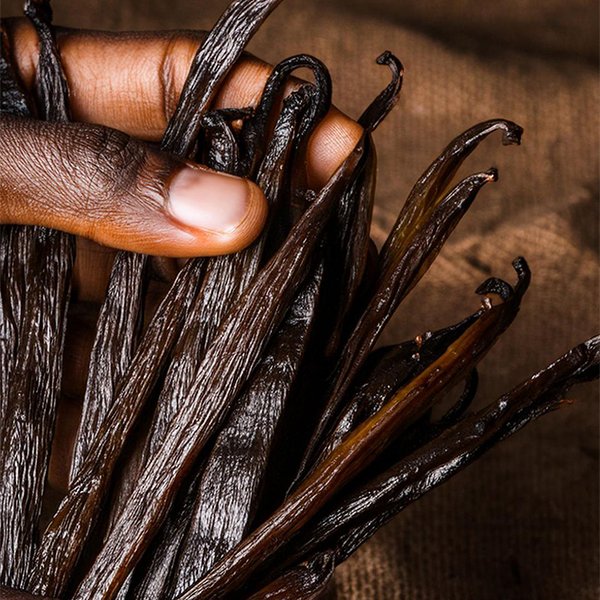 Mains tenant un bouquet de gousses de vanille Bourbon de Madagascar, souples et brillantes.