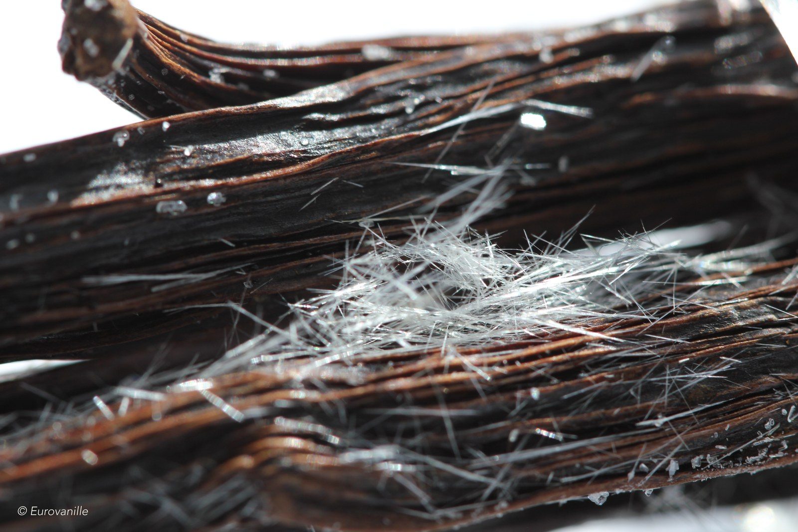 Gros plan sur des gousses de vanille noires dont la surface est couverte de
            fines aiguilles blanches : la vanilline cristallisée naturellement, phénomène
            appelé givre, indice d'une forte teneur aromatique.